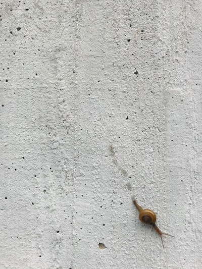 灰墙上的蜗牛